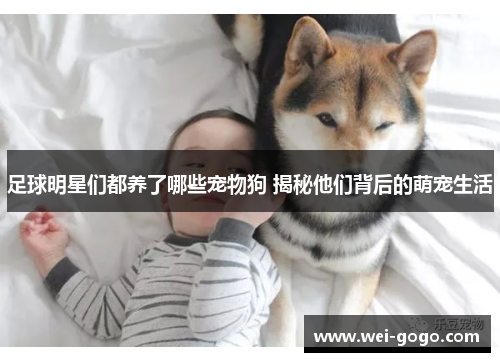 足球明星们都养了哪些宠物狗 揭秘他们背后的萌宠生活